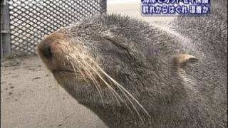 海水浴場にメスのオットセイ漂着　千葉・いすみ市（10/04/04）