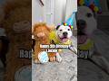 My dog just turned 9… and this is what happened