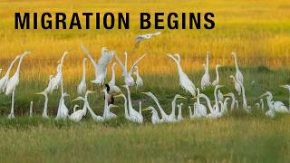 Fall Migration Begins | Egrets, Tree Swallows & More