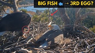 BIG FISH DELIVERY 🐟 | Is Jackie Preparing for a 3rd Egg TODAY? 👀🥚