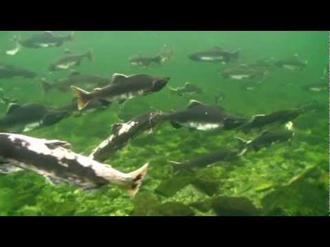 Salmons Migration underwater in Alaska