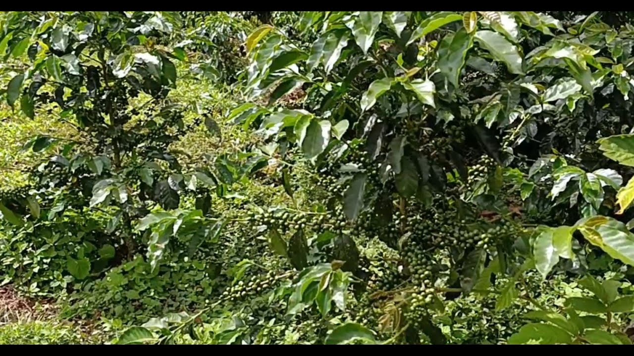 Siembra de Café con Calle Ancha. No cometas estos errores.