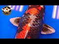 These Are The Best 21 Koi In Their Variety Class | All Japan Koi Show 2019