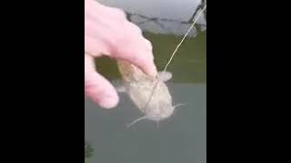 Famous Here kitty kitty. Profile