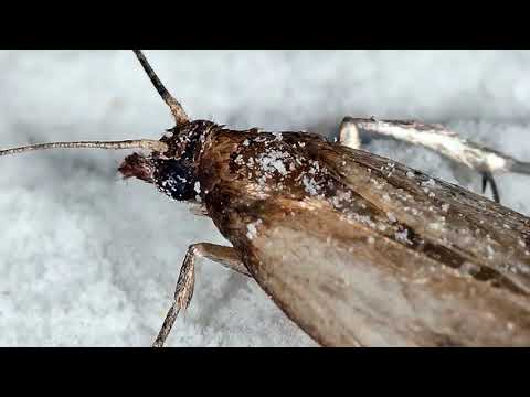 Video: Je mol hmyz?