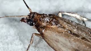 Zbavte Se Molů Přírodně A Efektivně - Trichogramma Parazitická Vosička