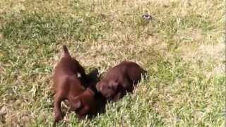 Cmc Puppies 7 Weeks Old