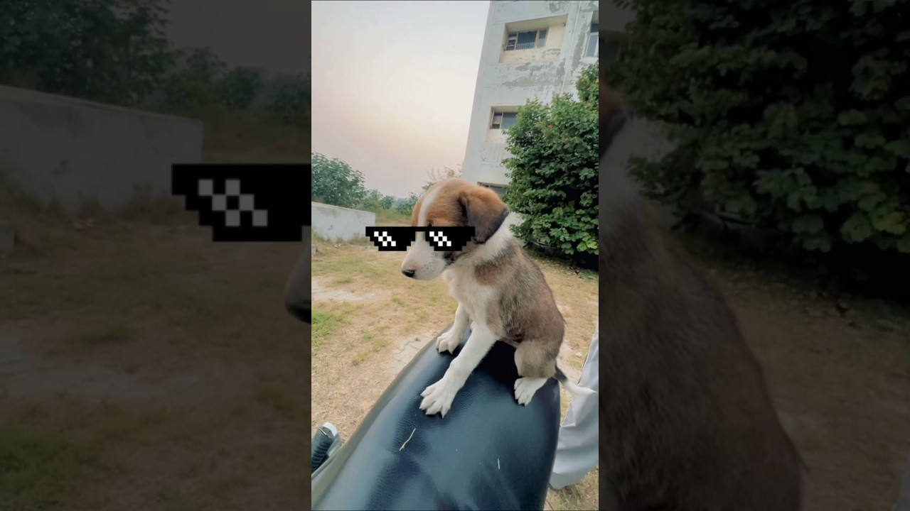 bike drive training with dog 😅 