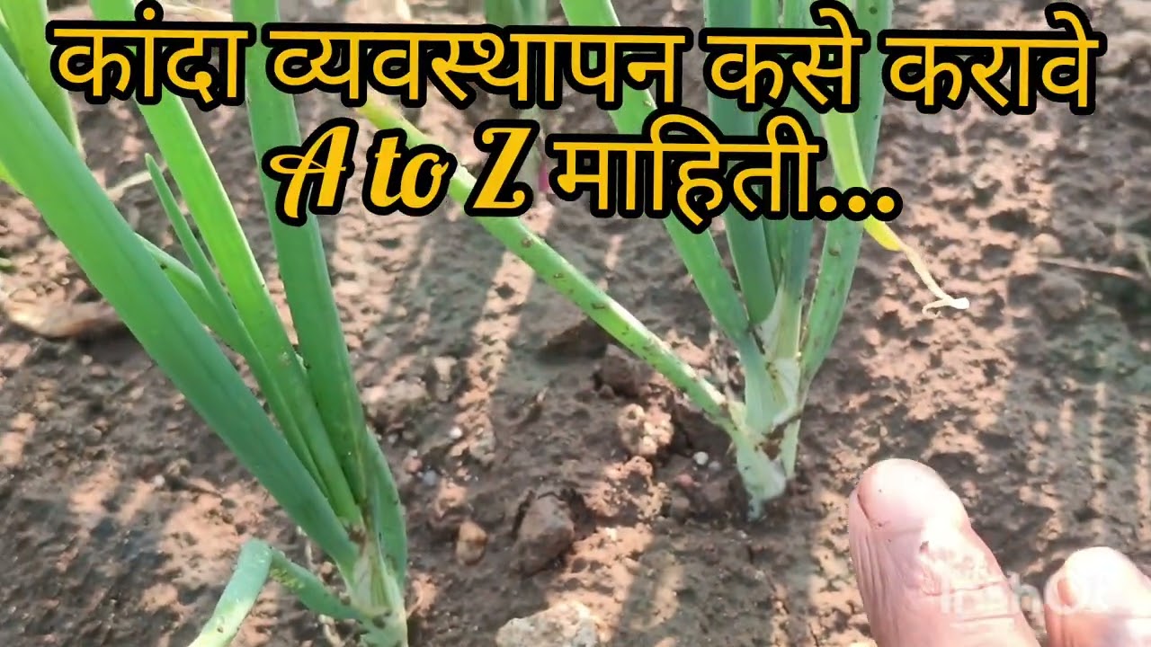कांदा व्यवस्थापन कसे करावे A to Zमाहिती...