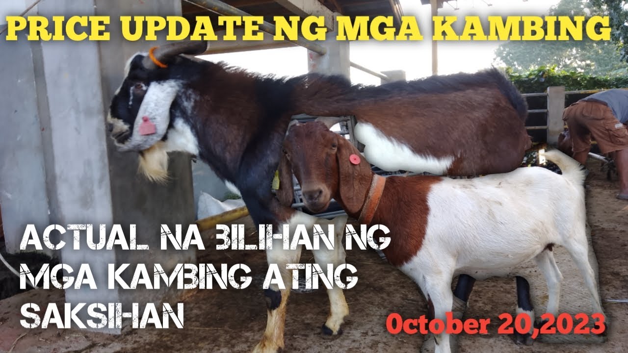 Price Update ng mga kambing..Padre Garcia Livestock Market..