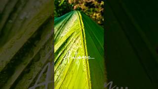 Autumn Arrives in my Tropical Garden UK Seasonal Changes Musa Basjoo #plants #garden #autumn #shorts