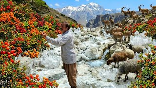 secret of the salt spring and wild fruits in the territory of Parth Dena | Nomadic travel