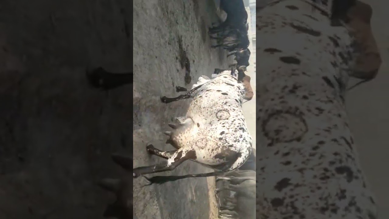 5 Star elite Cholistani Rathi Cow!   