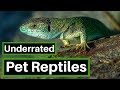 Top 5 Underrated reptiles