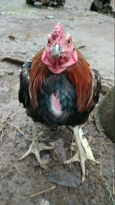 AYAM MABUK || Ayam Sempoyongan