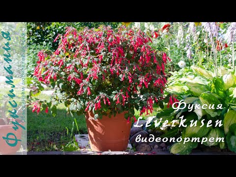 Фуксия Leverkusen. Видеопортрет