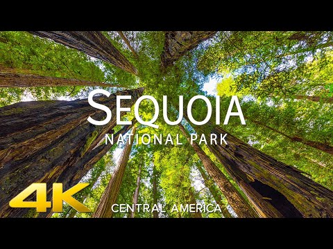 SEQUOIA NATIONAL PARK (4K UHD) -Relaxing Music Along With Beautiful Nature Videos for 4K 60fps HDR