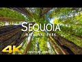 Sequoia national park 4k urelaxing music along with beautiful natures for 4k 60fpsr