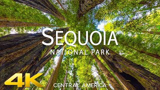 SEQUOIA NATIONAL PARK (4K UHD) -Relaxing Music Along With Beautiful Nature Videos for 4K 60fps HDR