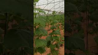 learn how to maximize your cucumber yield! #CucumberFarming #AbuDhabiAgriculture #SustainableFarming