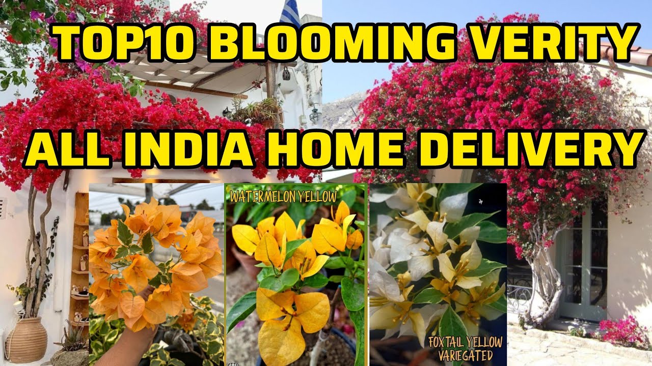 BET 10 BLOOMING  😍VERITY BOUGENVELIYA PLANTS💚 BEST QUALITY ALL INDIA HOME DELIVERY AVAILABLE 🚃.