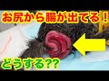 お尻から腸が飛び出た！