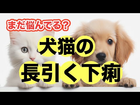 犬の慢性下痢：原因と対処法を獣医師が徹底解説
