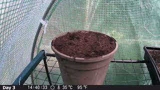 Climbing Bean Timelapse