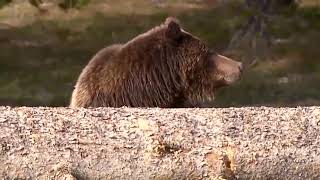 Grizzly bear euthanized after attacking a hiker in Pondera County