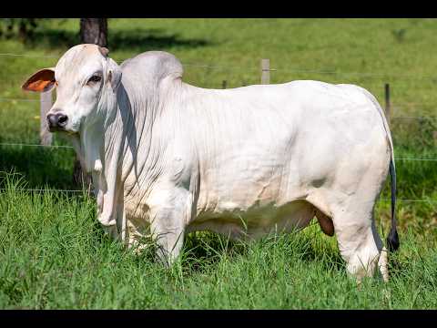 LOTE 42 AFC 4558