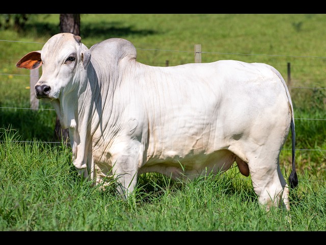 LOTE 42 AFC 4558