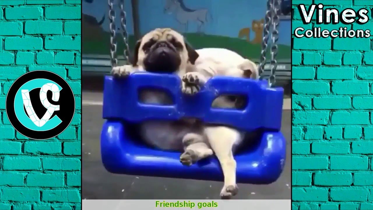 Funny Vines | Best Vine Compilation May 2016 | with TITLE