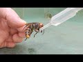 熱中症で瀕死のオオスズメバチに水を与えて介抱した結果。 20210723、カラス&四つ足カルテット