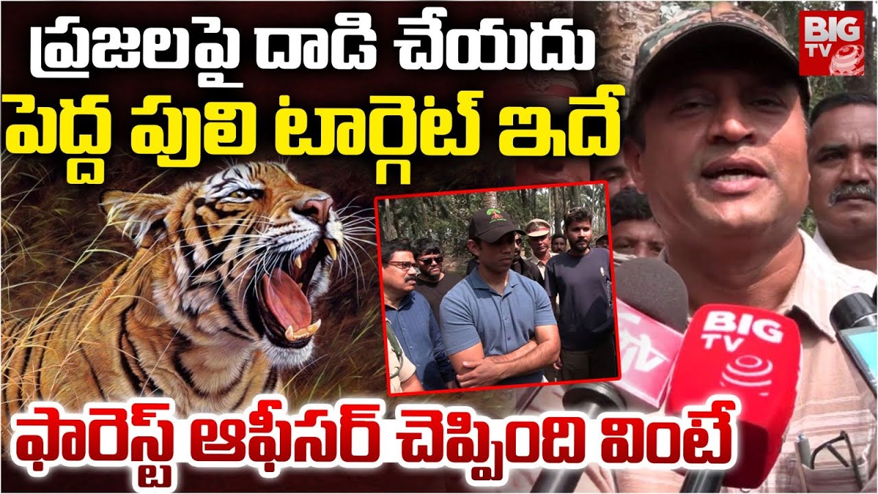 Tiger Hulchul In Rajahmundry | Forest Officer About Tiger | పెద్ద పులి టార్గెట్ ఇదే | BIG TV