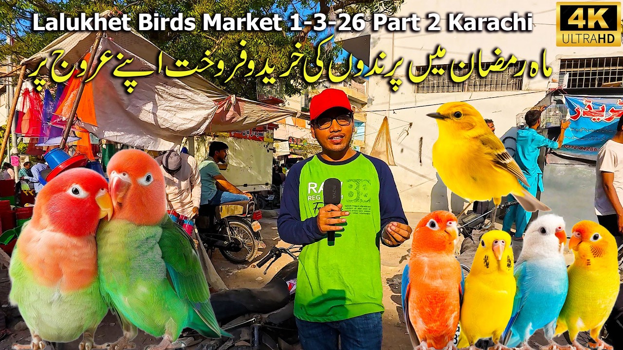 Lalukhet Birds Market 1-3-26 Part 2 Karachi | Unique and Rare Parrots Teeter Pigeon Lovebirds