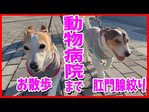 動物病院で肛門腺絞りをお願いしたジャックラッセルテリアが元気いっぱいだった