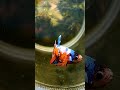 Nemo candy plakat betta fish tremendous natural colour #bettafish short 🐬