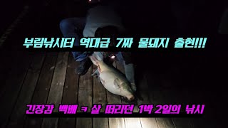 부림낚시터 최초 70cm 물돼지 출현!!! 큰 대물들에 결국 몸살 났습니다 ㅋㅋㅋ