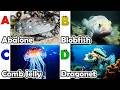 Toddler Learning - Learn Ocean Animals | Educational Videos for Kids | Learning Videos for Toddlers