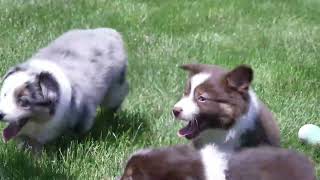 Joe Hershberger's Mini Aussie Puppies by Mt Hope Puppies 53 views 1 day ago 1 minute, 22 seconds