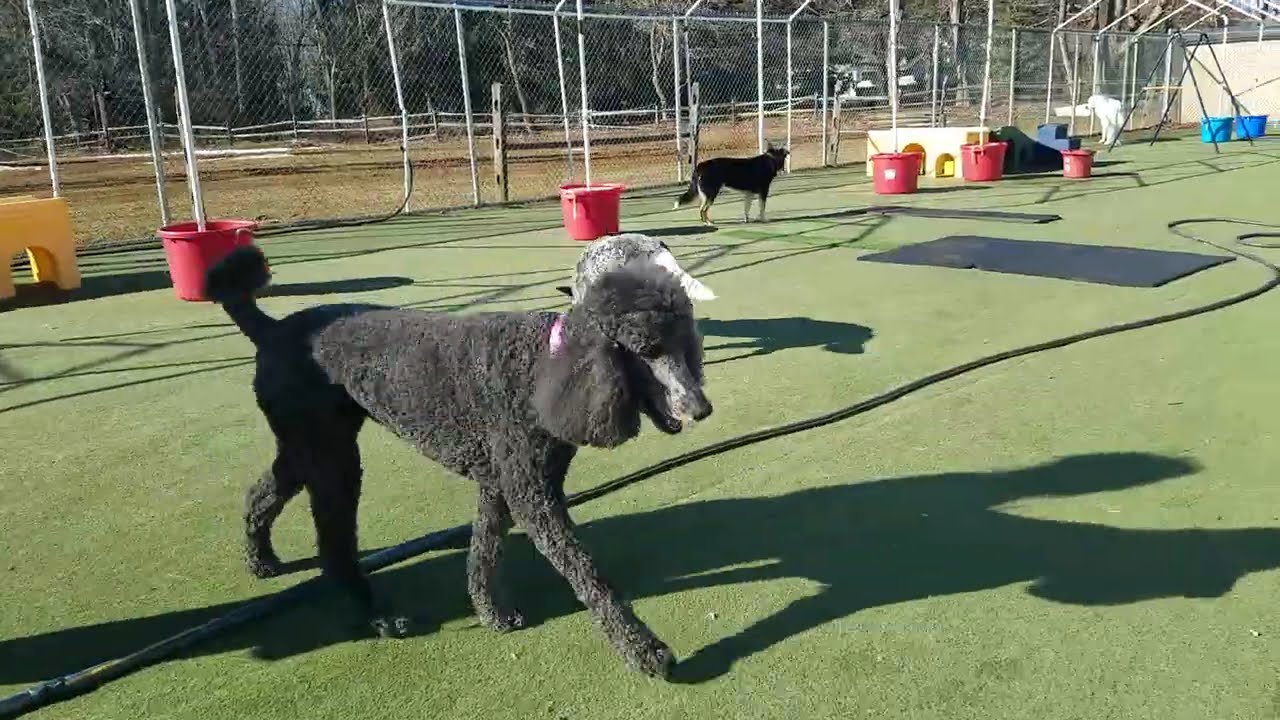 Playtime at Dogs On The Farm & Cats Too!