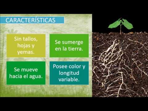 Vídeo: Quin és El Sistema Radicular De Les Plantes