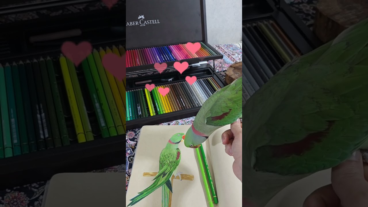 #FaberCastell#Drawing#CuteAnimals#ColoredPencils#Parrot