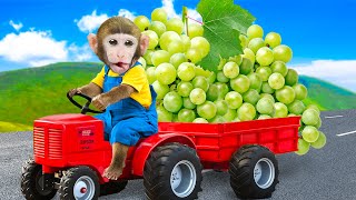Download Lagu Monkey Dodo drives grapes home but a naughty boy steals his car and causes funny chaos MP3 Download Lagu Monkey Dodo drives grapes home but a naughty boy steals his car and causes funny chaos MP3