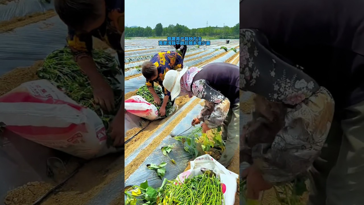 You can grow high-yield sweet potatoes like I do.