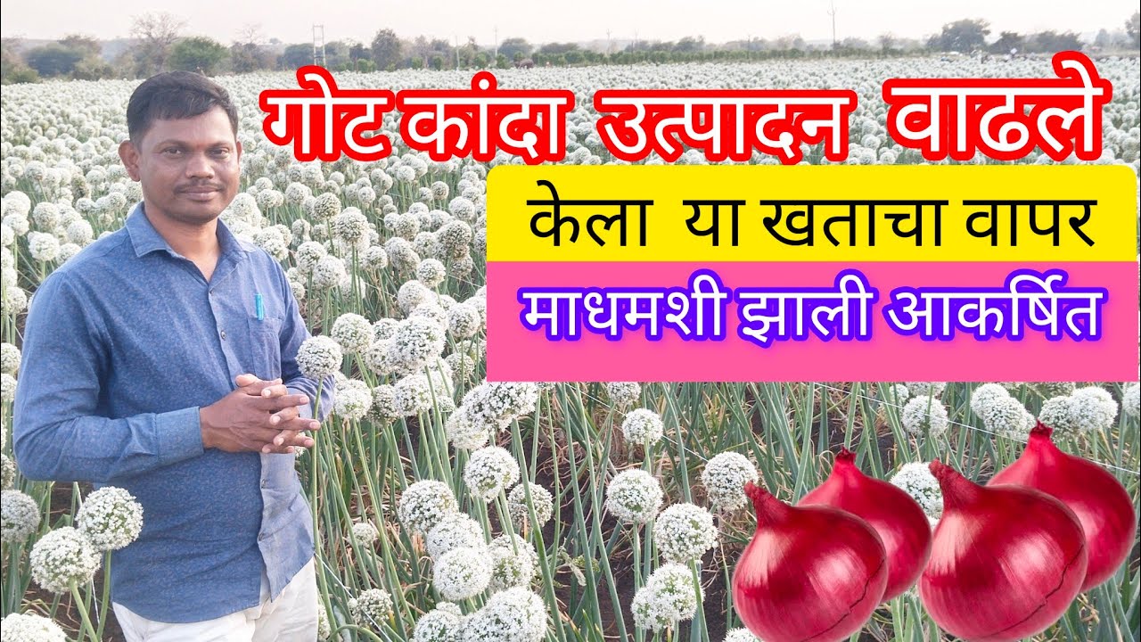 गोट कांदा खत व्यवस्थापन| कांदा खत नियोजन| गोट कांदा लागवड|kanda khat niyojan| कांद्याला हेच खत द्या