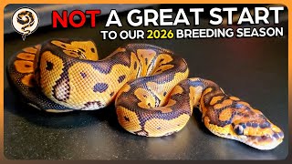 A somewhat Tragic start to our Ball Python breeding year - Clown Egg Cutting