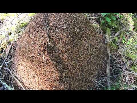 Encounter with Sheriff Deputy while Upland Bird Hunting