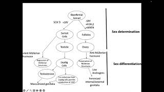 Disorders of Sexual Differentiation (Ambiguous Genitalia)
