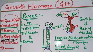 Endocrinology | Growth Hormone effects on bones part 2 in Urdu/ Hindi